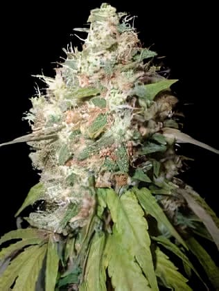 Emballage de graines de cannabis Endless Sky — Royal King Seeds France