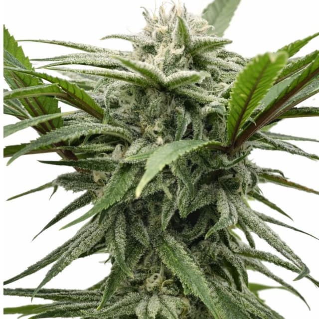 Emballage de graines de cannabis Ewok — Royal King Seeds France
