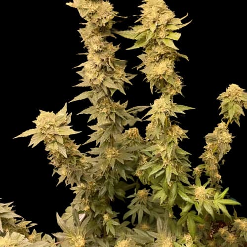 Emballage de graines de cannabis Extreme Cream — Royal King Seeds France