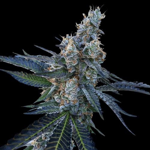 Emballage de graines de cannabis Faygo Red Pop — Royal King Seeds France