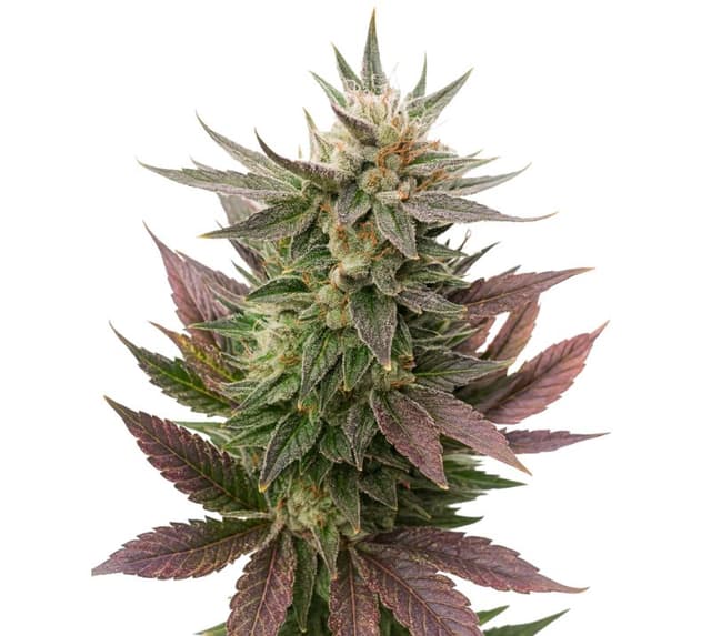 Emballage de graines de cannabis Fortune Cookies — Royal King Seeds France
