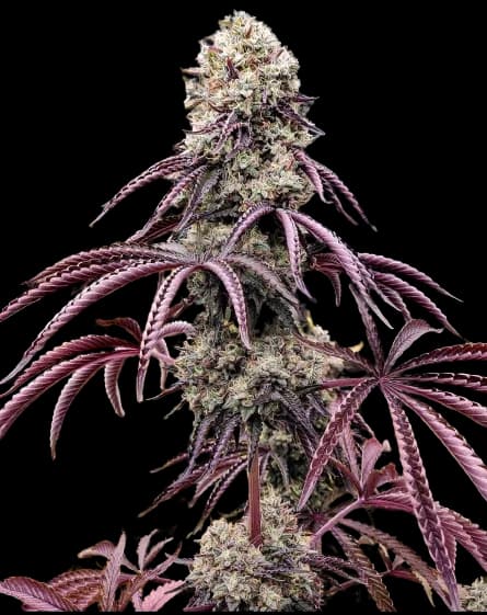 Emballage de graines de cannabis Georgia Pie — Royal King Seeds France