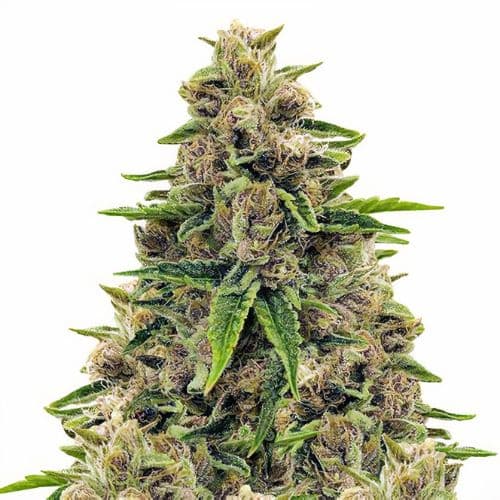 Emballage de graines de cannabis Godfather OG — Royal King Seeds France