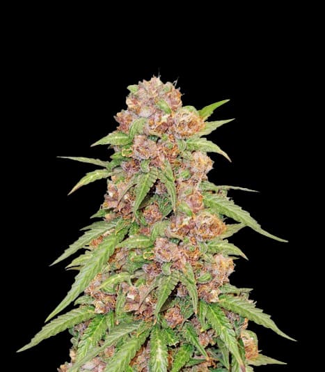 Emballage de graines de cannabis Godzilla Cookies — Royal King Seeds France