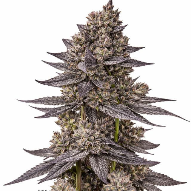 Emballage de graines de cannabis Gorilla Nut — Royal King Seeds France