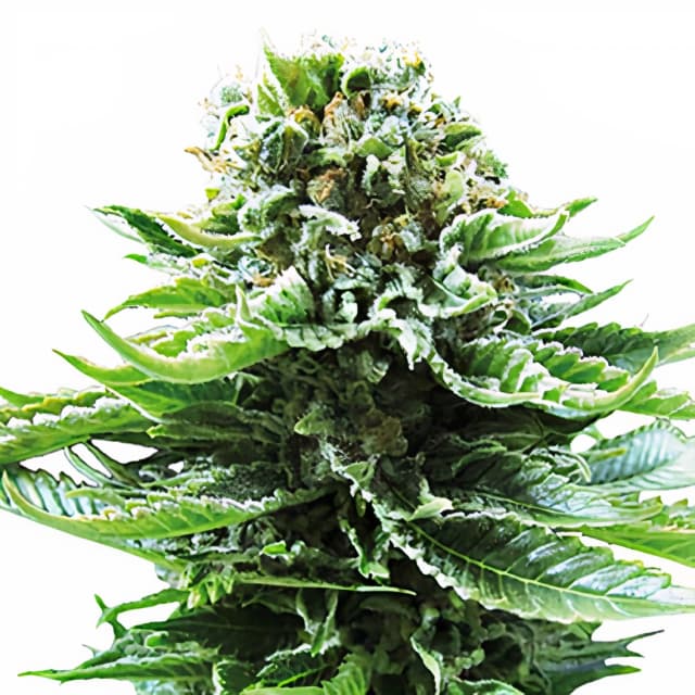 Emballage de graines de cannabis Grand Hindu — Royal King Seeds France