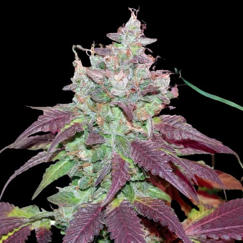 Emballage de graines de cannabis Grape Cookies — Royal King Seeds France