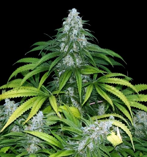 Emballage de graines de cannabis Grape Krush — Royal King Seeds France