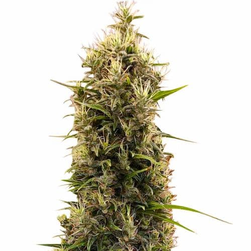 Emballage de graines de cannabis Grapefruit Diesel — Royal King Seeds France