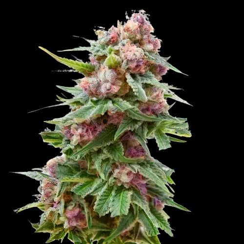Emballage de graines de cannabis Grapefruit Kush — Royal King Seeds France