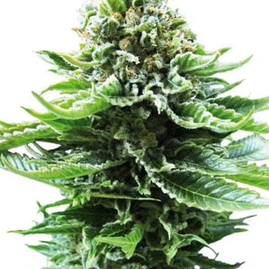 Emballage de graines de cannabis Green Line OG — Royal King Seeds France