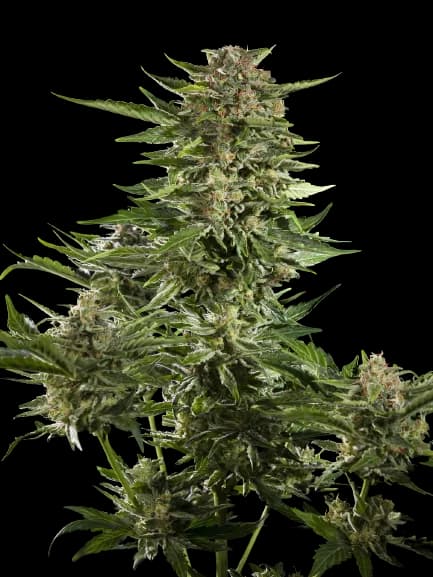 Emballage de graines de cannabis Guido Kush — Royal King Seeds France