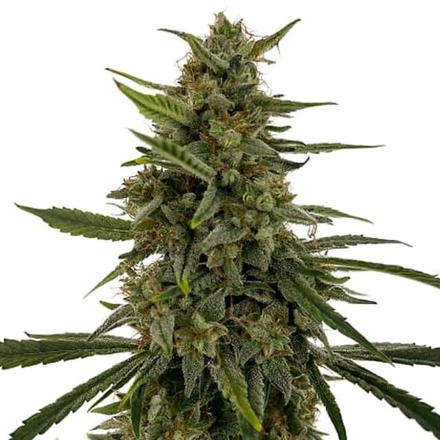 Emballage de graines de cannabis Hells OG Haze — Royal King Seeds France