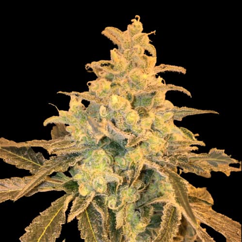 Emballage de graines de cannabis Honey Bananas — Royal King Seeds France