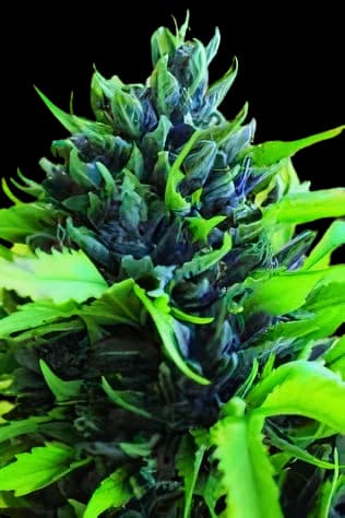 Emballage de graines de cannabis Humboldt Dream — Royal King Seeds France