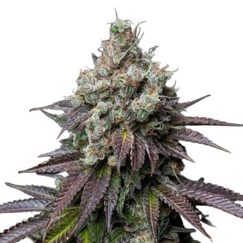 Emballage de graines de cannabis Incredible Bulk — Royal King Seeds France