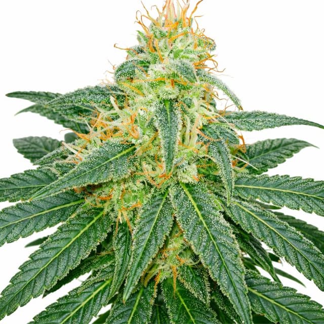 Emballage de graines de cannabis Island Sweet Skunk — Royal King Seeds France