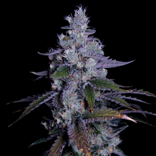 Emballage de graines de cannabis Katsu Kush — Royal King Seeds France