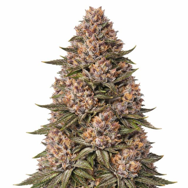 King Louis XIII Feminized
