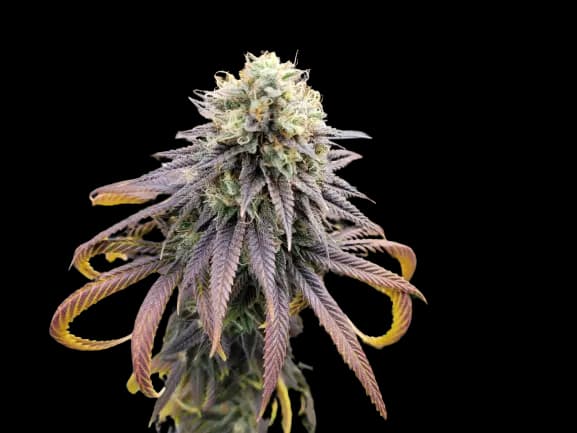 Emballage de graines de cannabis Krishna Kush — Royal King Seeds France