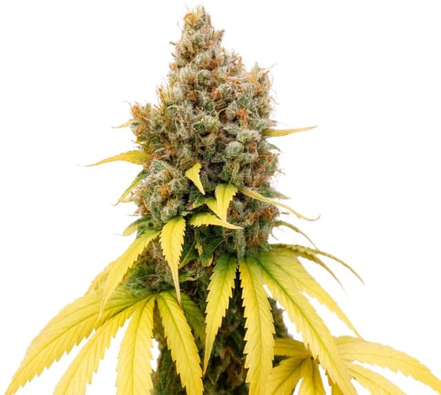 Emballage de graines de cannabis Ladyburn 1974 — Royal King Seeds France