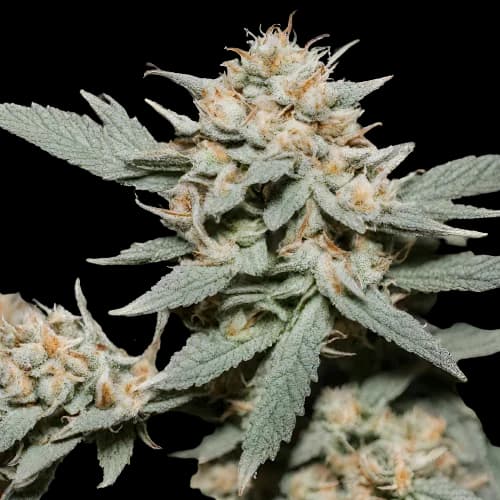 Emballage de graines de cannabis Marcosus Marshmellow — Royal King Seeds France