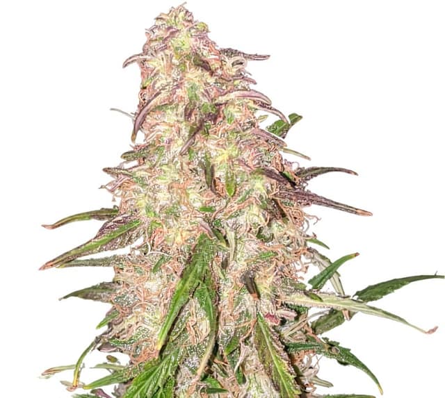 Emballage de graines de cannabis Matanuska Thunder Fuck — Royal King Seeds France