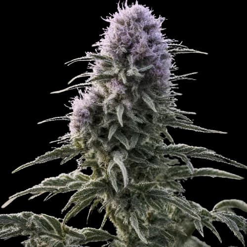 Emballage de graines de cannabis Matanuska Tundra — Royal King Seeds France