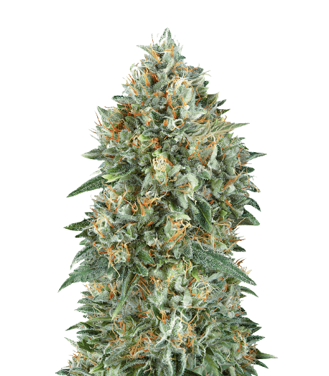 Emballage de graines de cannabis Mataro Blue CBD — Royal King Seeds France