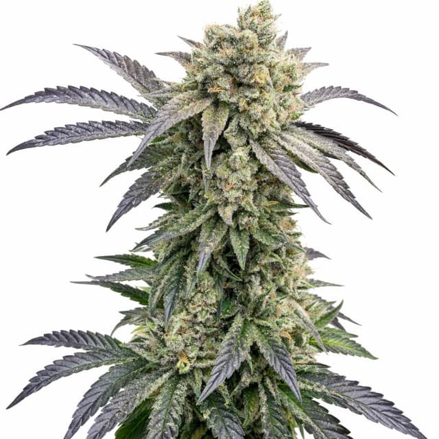 Emballage de graines de cannabis Monkey Berries — Royal King Seeds France