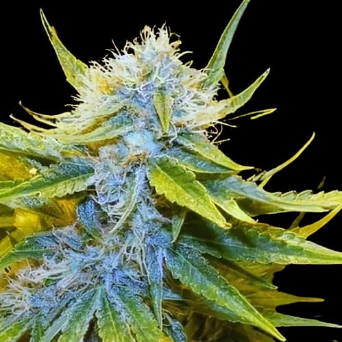 Emballage de graines de cannabis Mr. Nice — Royal King Seeds France