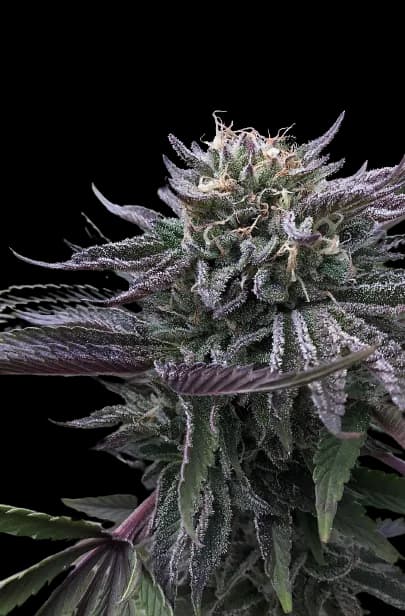 Emballage de graines de cannabis Mt. Rainier — Royal King Seeds France