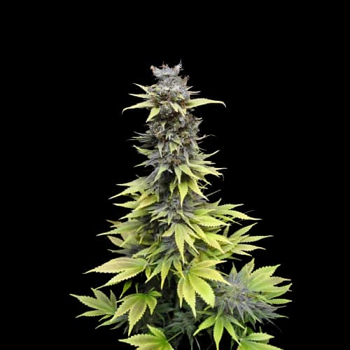 Emballage de graines de cannabis Nordle CBD — Royal King Seeds France