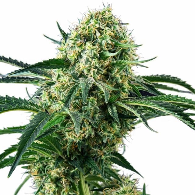 Emballage de graines de cannabis Northern Wreck — Royal King Seeds France