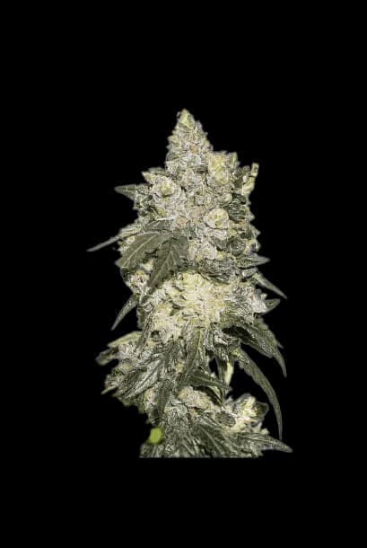Emballage de graines de cannabis Nuclear Cookies — Royal King Seeds France