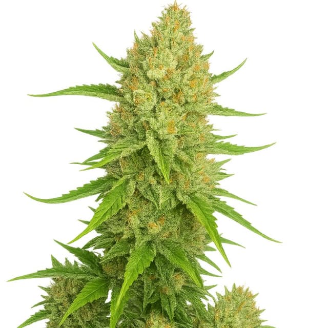 Emballage de graines de cannabis Papaya Cookies — Royal King Seeds France