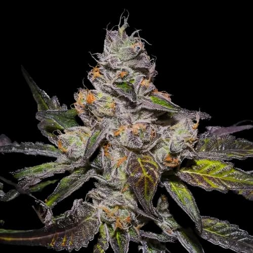 Emballage de graines de cannabis Peanut Butter Breath — Royal King Seeds France