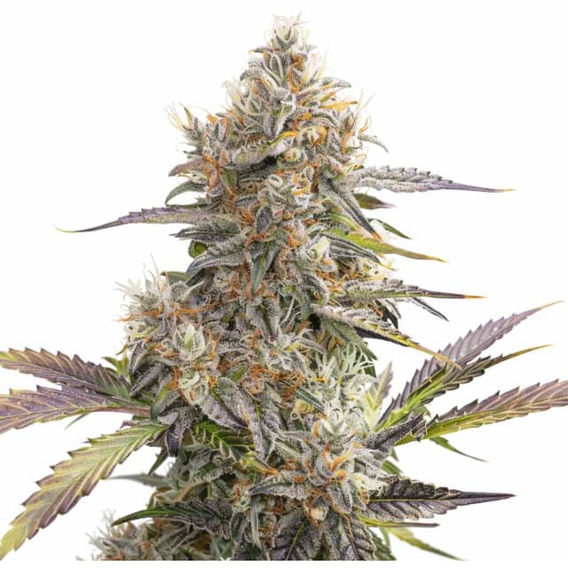 Emballage de graines de cannabis Pennywise CBD — Royal King Seeds France