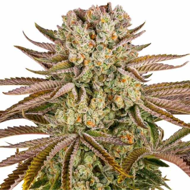 Emballage de graines de cannabis Pineapple Express — Royal King Seeds France