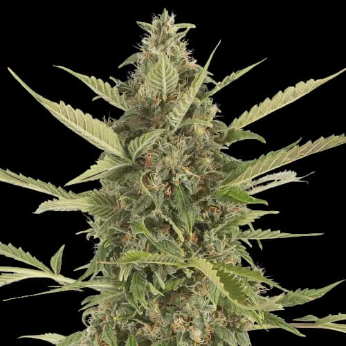 Emballage de graines de cannabis Platinum Bubba Kush — Royal King Seeds France