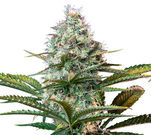 Emballage de graines de cannabis Platinum OG — Royal King Seeds France