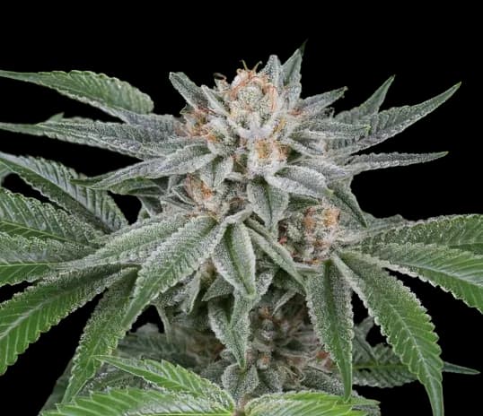 Emballage de graines de cannabis Popcorn Kush — Royal King Seeds France