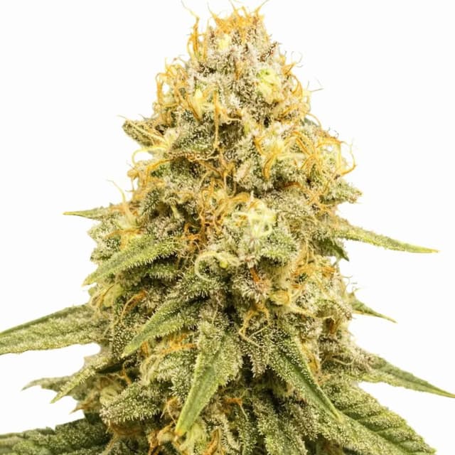 Emballage de graines de cannabis Power Plant — Royal King Seeds France