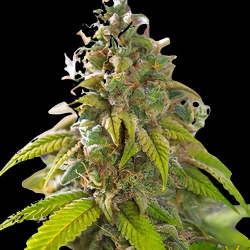 Emballage de graines de cannabis Primus — Royal King Seeds France