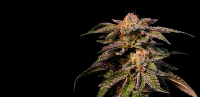Emballage de graines de cannabis Pure Love — Royal King Seeds France