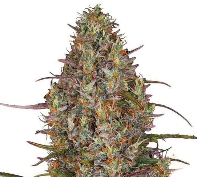 Emballage de graines de cannabis Purple Elephant — Royal King Seeds France