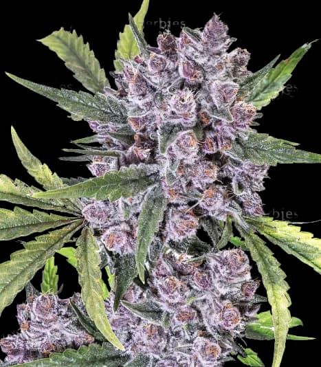 Purple Gorilla Feminized