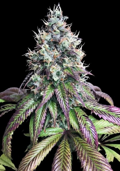 Emballage de graines de cannabis Purple Mr. Nice — Royal King Seeds France