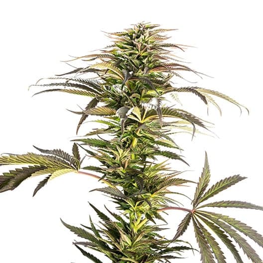 Emballage de graines de cannabis Ray Charles — Royal King Seeds France