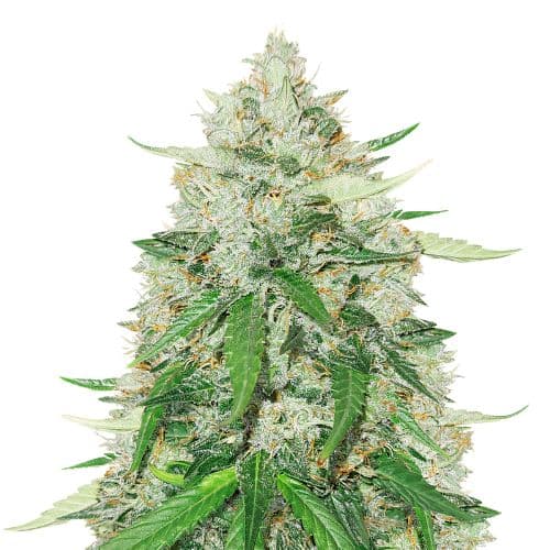 Emballage de graines de cannabis Royal Gorilla — Royal King Seeds France